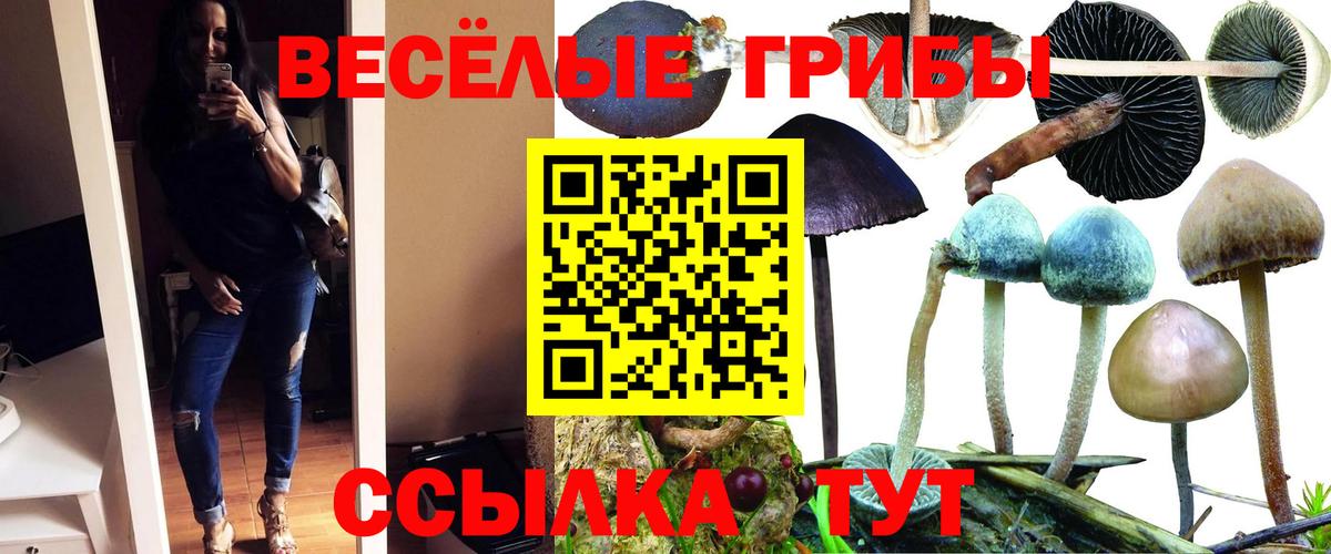 Псилоцибиновые грибы Psilocybine cubensis Ачхой-Мартан